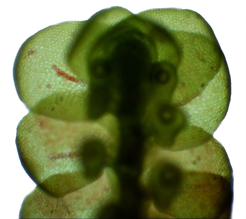 Frullania asagrayana